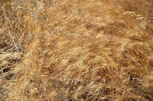A mat of dead, dry grass with long, barbed seeds