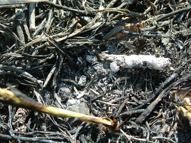 Arson device discovered and photographed on a fire in 2007. Photo by Carrie Bilbao/BLM Fire