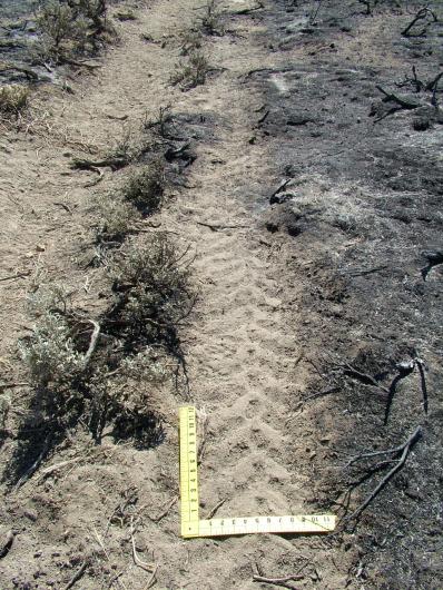Tire track near burned area