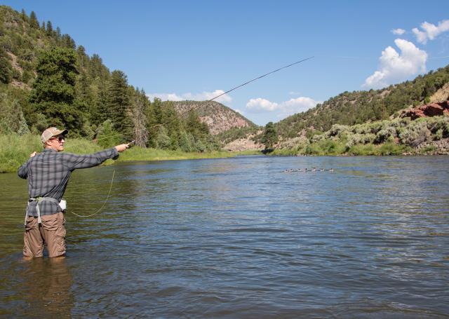 A fly fisherman standing in the Upper Colorado River casts with a fishing rod