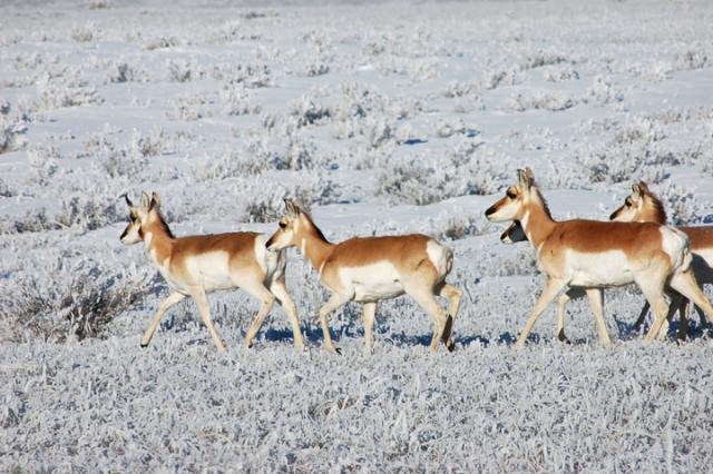 Photo. A herd of pronghorn antelope move across a snow-covered, sagebrush-prairie landscape. 
