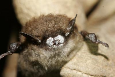 Image of a small brown bat with a white fungal growth on its nose