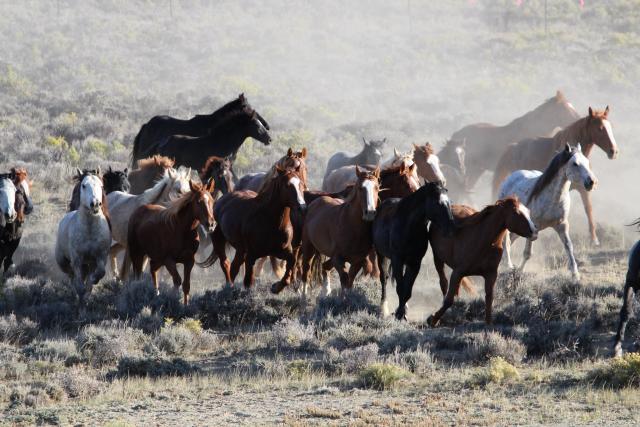 Wild horses running in Salt Wells Creek, Southwest Wyoming in 2015.