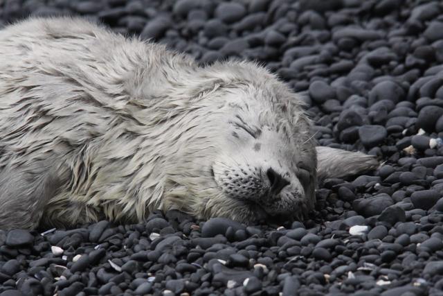 seal pup with white fur, called lanugo