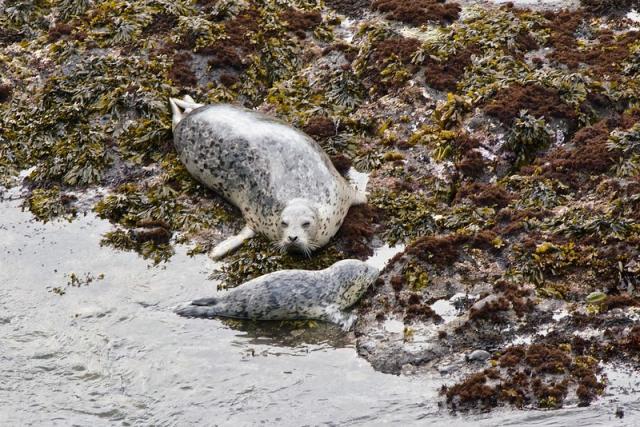 harbor seal with her pup