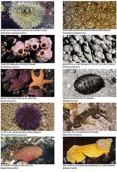 tidepool identification card of various sea creatures along with their scientific name
