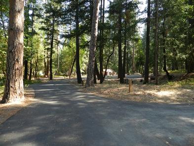 A photo showing an asphalt road that disappears into the tall pine trees. In the middle ground a picnic table is nestled at the foot of a pine tree in the shade.