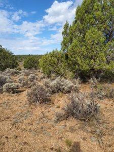 Conifer shrubs and trees