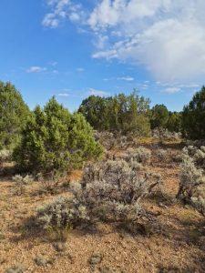 Conifer shrubs