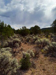 Conifer shrubs