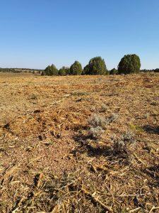 Open landscape