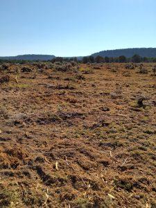 Open landscape