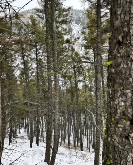 A dense stand of evenly-spaced and sized conifers with snow on the ground