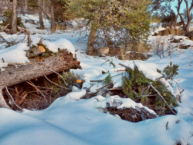 Piles of cut logs and branches with snow around them