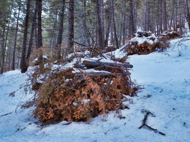 Logs and branches in piles in a snowy forest