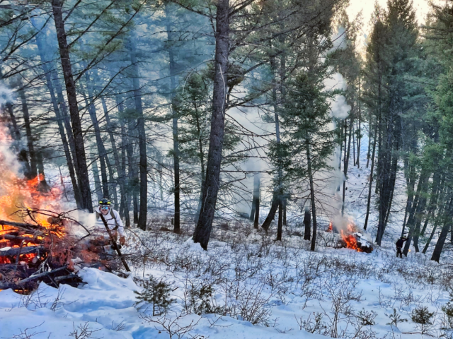 Piles of logs and branches burn on a snowy forested hillside