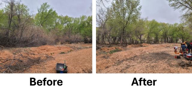 Two images of the same area, one with dense foliage, the other with foliage removed, opening up the forest and increasing the viewshed