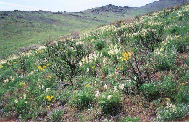 High desert rangeland shows new growth in the aftermath of a wildfire.