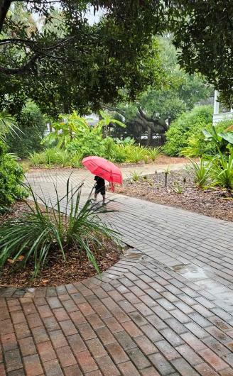 A photo showing a curved brick path going north to south through the center of the image. The path is wet and surrounded by green shrubs and trees. A child with a bright red umbrella is in the middle of the photo walking away. 