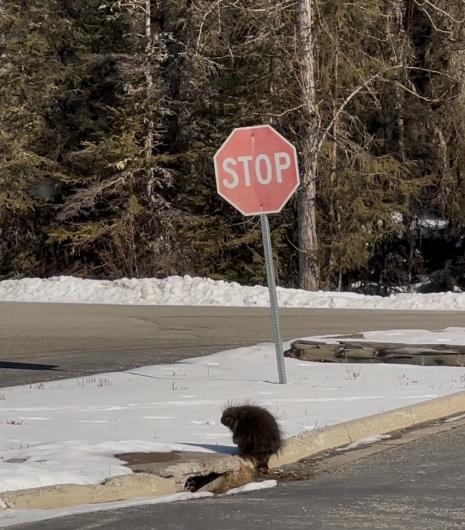 A porcupine sits on the curb beneath a stop sign.  