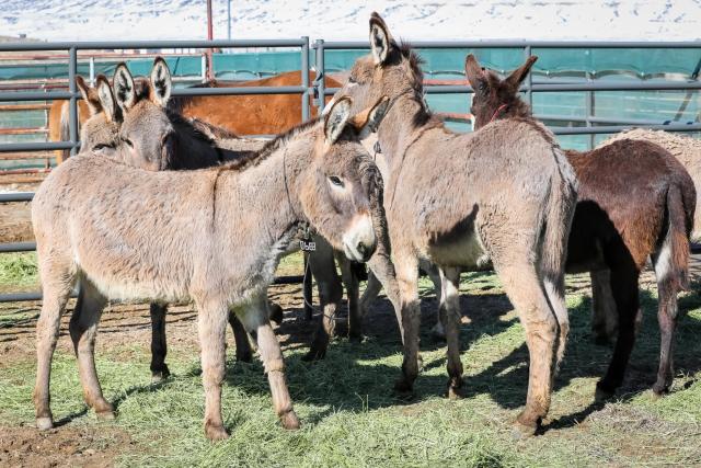 Six burros at the coral in Rock Springs.