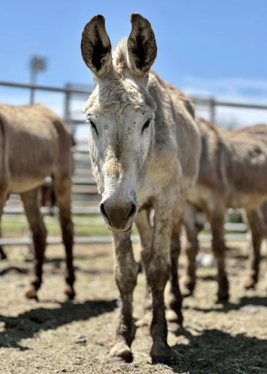 Photo of wild burros in an outdoor holding pen.