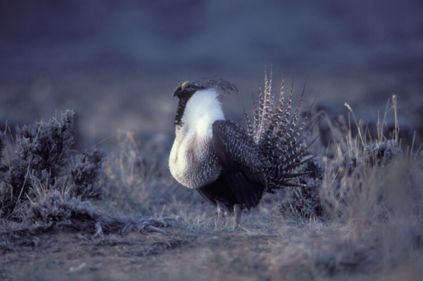 A crazy looking bird