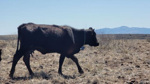 a cow wears a collar for the virtual fence