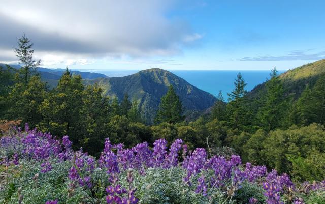 Coastal mountains drop sharply to the sea and spring lupine bloom across remote ridgelines. 