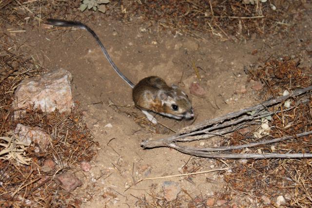 Stephens' kangaroo rat huddles near the dirt near a stick