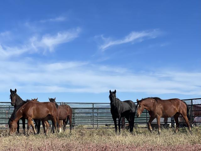 A group of wild horses in a pen. 