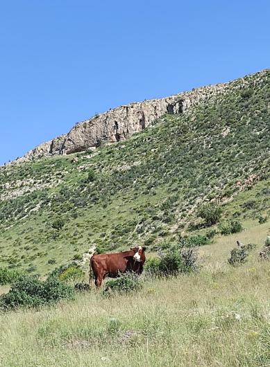 BLM New Mexico currently manages 14 existing grazing units on the McGregor Range.