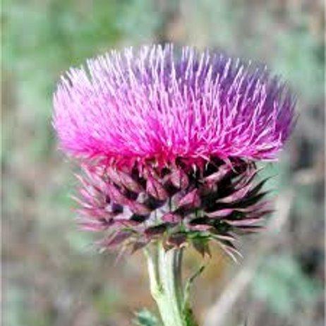 invasive plant