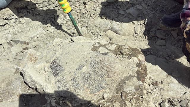 Close-up of the fossilized turtle Touren found on BLM-Managed land