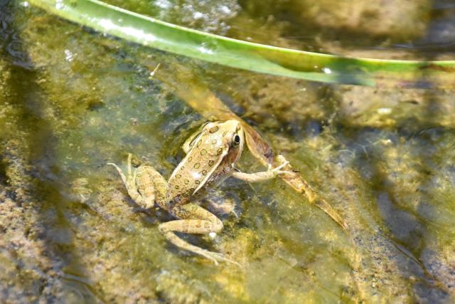 A green frog rests in a pool of green water