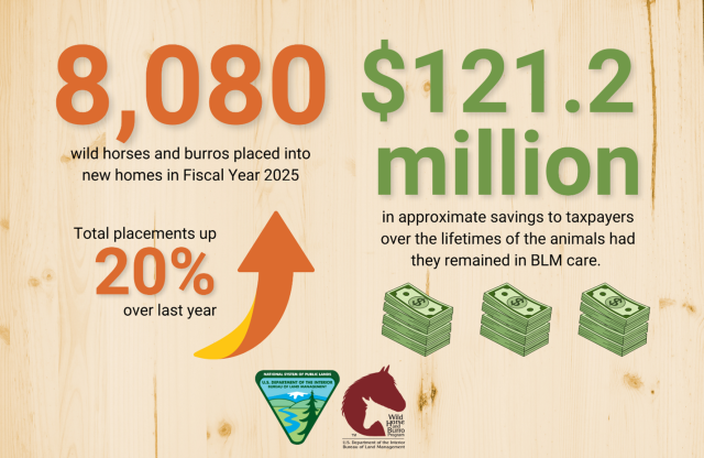Graphic showing 8,080 wild hores adopted and sold into private care in FY2025, and $121.2 million saved for taxpayers that would have been spent on lifetime care. Background is wood grain and there are graphics of money and an arrow pointing up. 