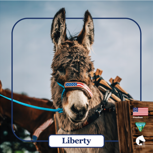 A gray burro looks at the camera with an American flag colored halter. Name at the bottom says Liberty. Logos for Freedom250, Bureau of Land Management and Wild Horse and Burro Program. 