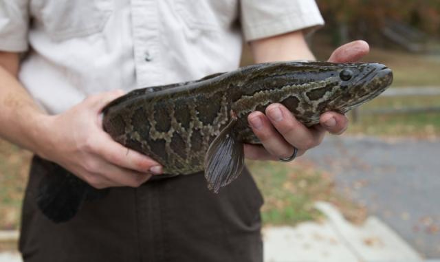 A person holds a large, dark-patterned fish with a smooth body and distinct markings, outdoors amidst fallen leaves.