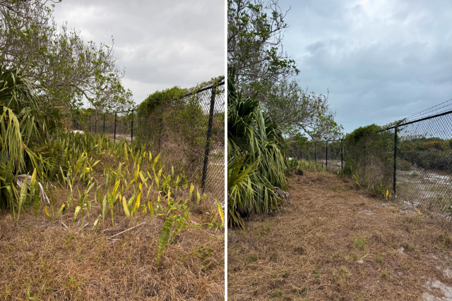 Grassy area with a chain-link fence shows snake plants before they were removed and after