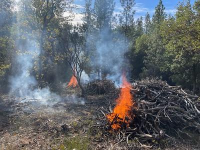 A pile burn in a forest.