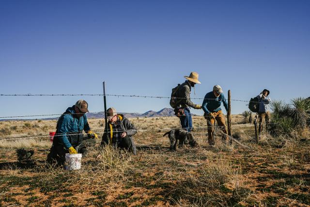BLM staff joined forces with volunteers and the Backcountry Hunters & Anglers Association for a barbed wire replacement stewardship event in the Bootheel designed to protect pronghorn sheep. 