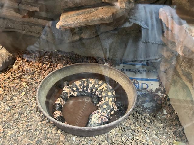 Gila monster in his habitat.