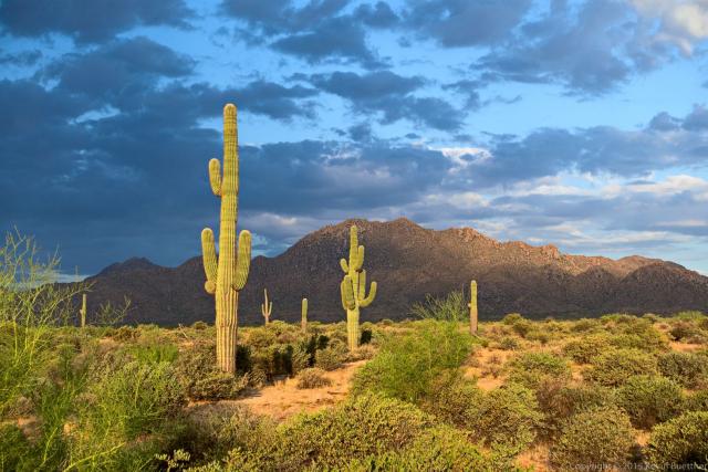 Tall saguaro cacti stand in a desert landscape with green shrubs under a partly cloudy blue sky near rocky mountains.