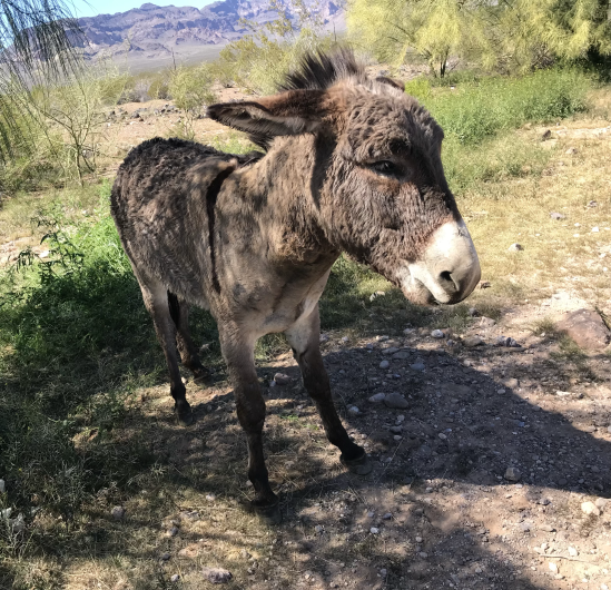 A wild burro with his ears back