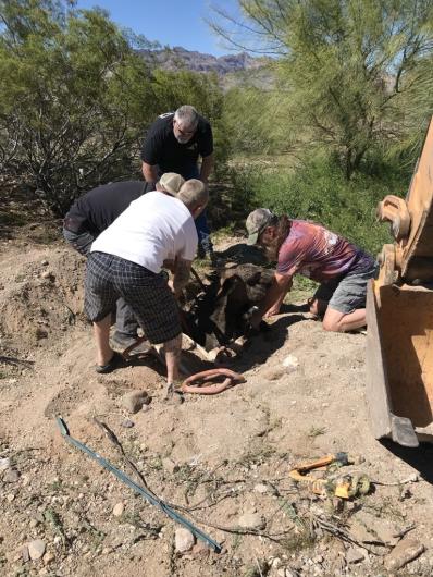 The group works to safely remove the wild burro from the septic tank.