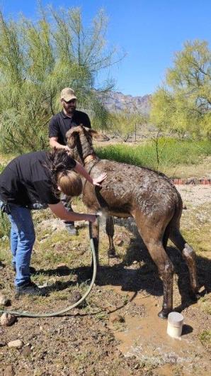 The recently rescued wild burro gets rinsed off by a water hose. 