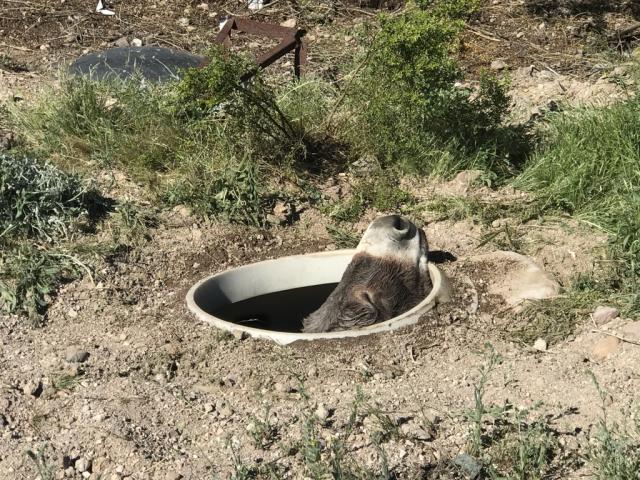 The wild burro's face could be seen peeking out from the septic tank.