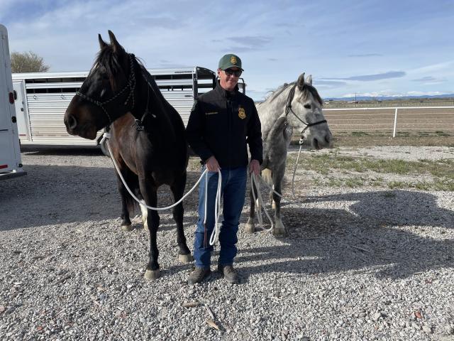 U.S. Forest Service Law Enforcement and Investigations program and Montana Fish, Wildlife and Parks evaluate trained wild horses at the Wyoming Honor Farm
