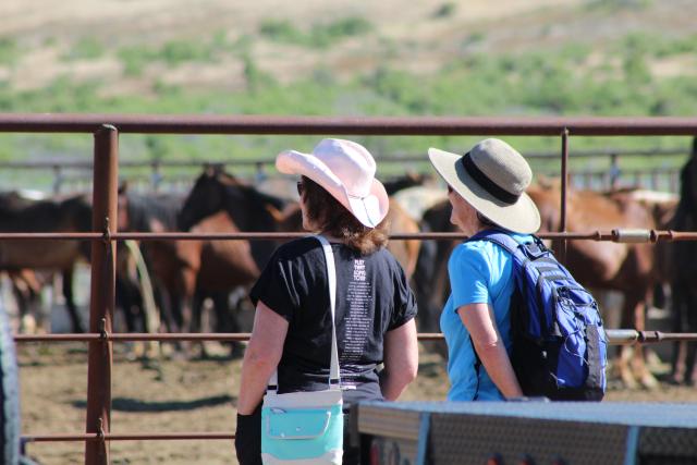 Visitors enjoy looking at the wild horses cared for at the Bruneau Off-Range Wild Horse Corrals