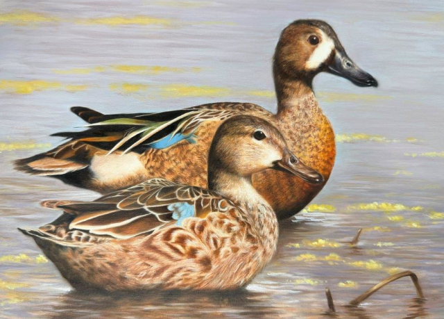 Nina Liang, 17, TX, Oil, Blue-winged Teal Pair, “Sailors of Mustard Algae.”   (National winner, decided by National JDSC judging panel)   